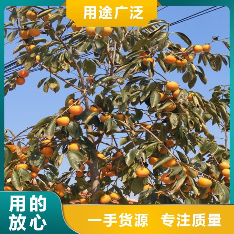 柿子_【蘋果苗】產品優勢特點