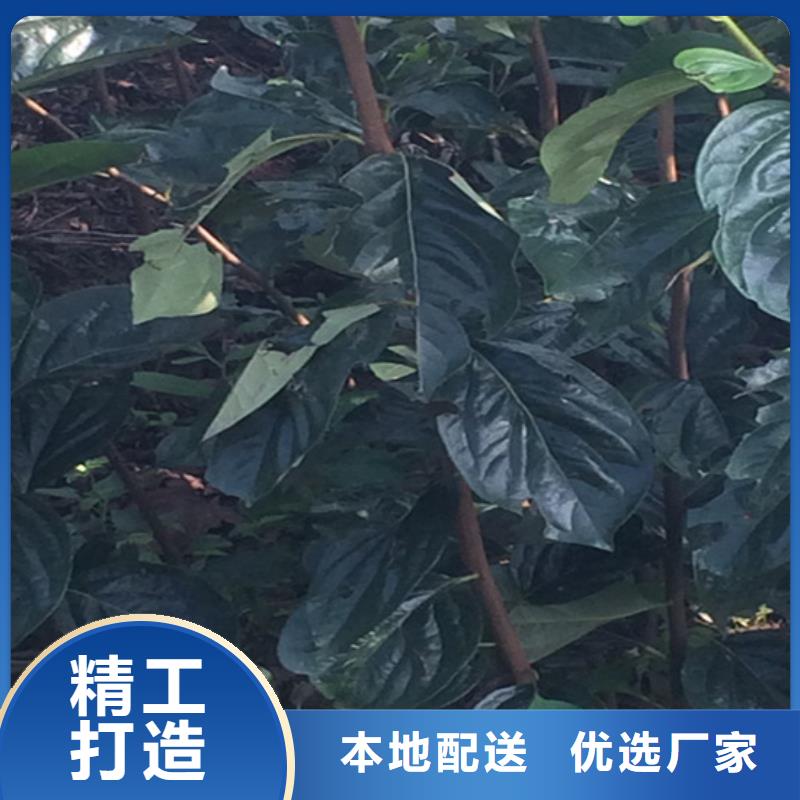 柿子紅顏草莓閃電發(fā)貨