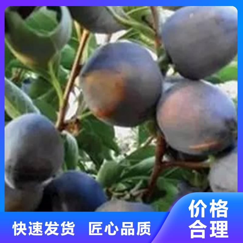 柿子桃樹苗優(yōu)質(zhì)貨源