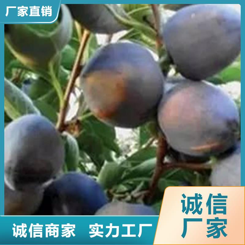 柿子蘋果苗行業(yè)優(yōu)選