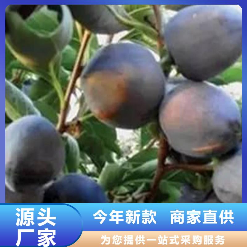 柿子桃樹苗推薦廠家