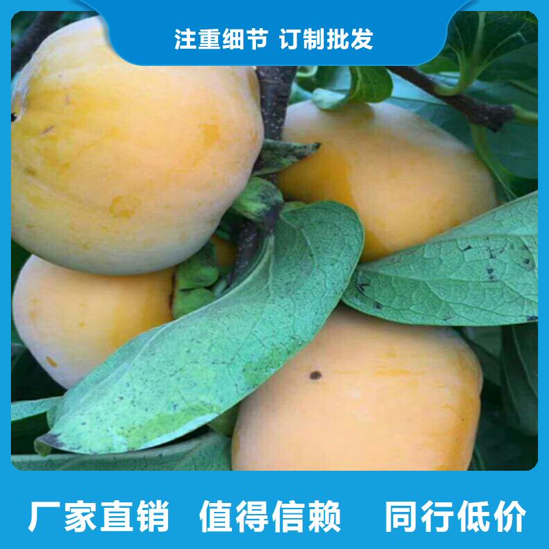 【柿子櫻桃苗用心做品質(zhì)】