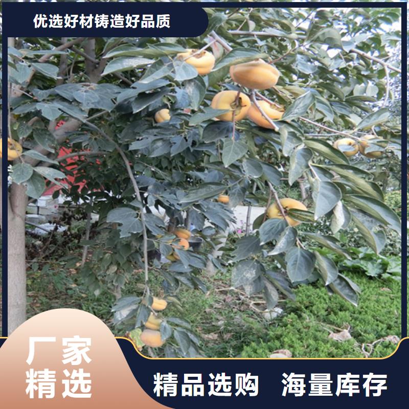 柿子藍莓苗規格型號全