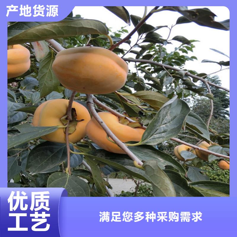 柿子櫻桃苗選擇我們選擇放心