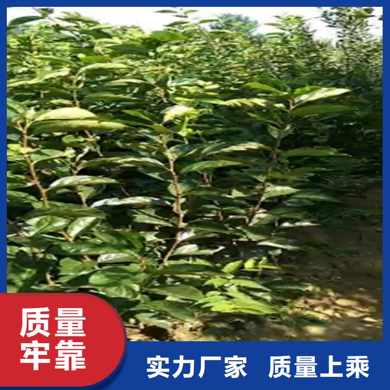 柿子_【蘋果苗】產品優勢特點