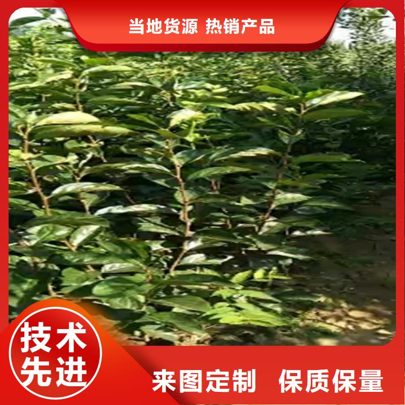 柿子-西瓜番石榴苗送貨上門