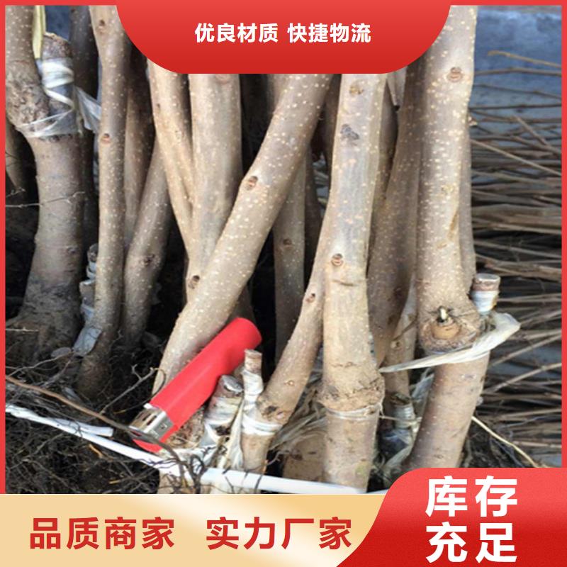 柿子-西瓜番石榴苗送貨上門