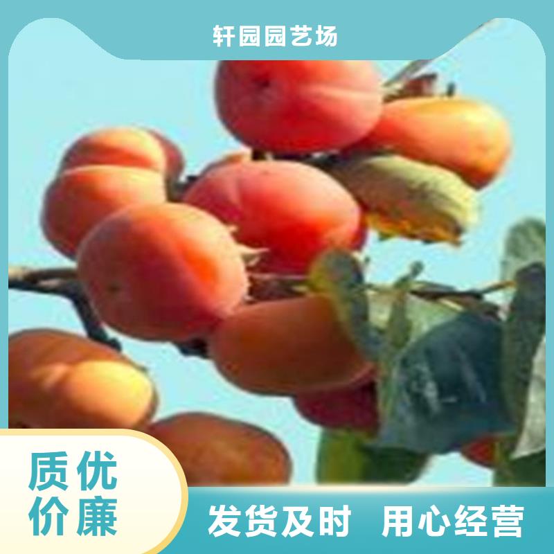 柿子獼猴桃苗市場(chǎng)報(bào)價(jià)