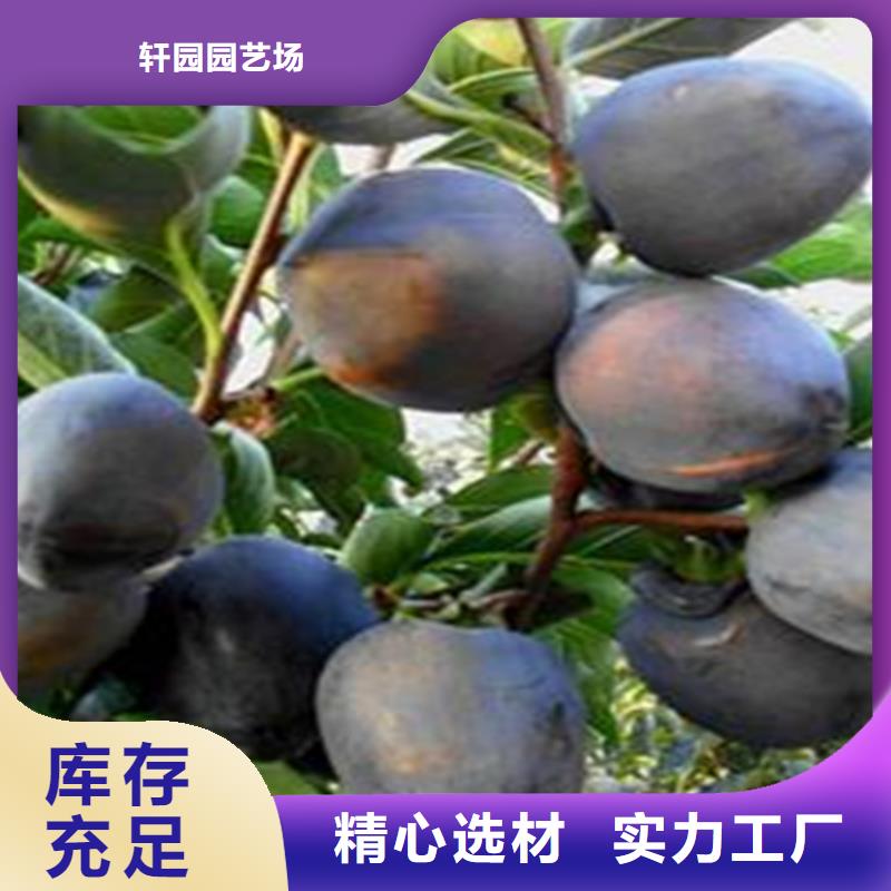 柿子-西瓜番石榴苗送貨上門