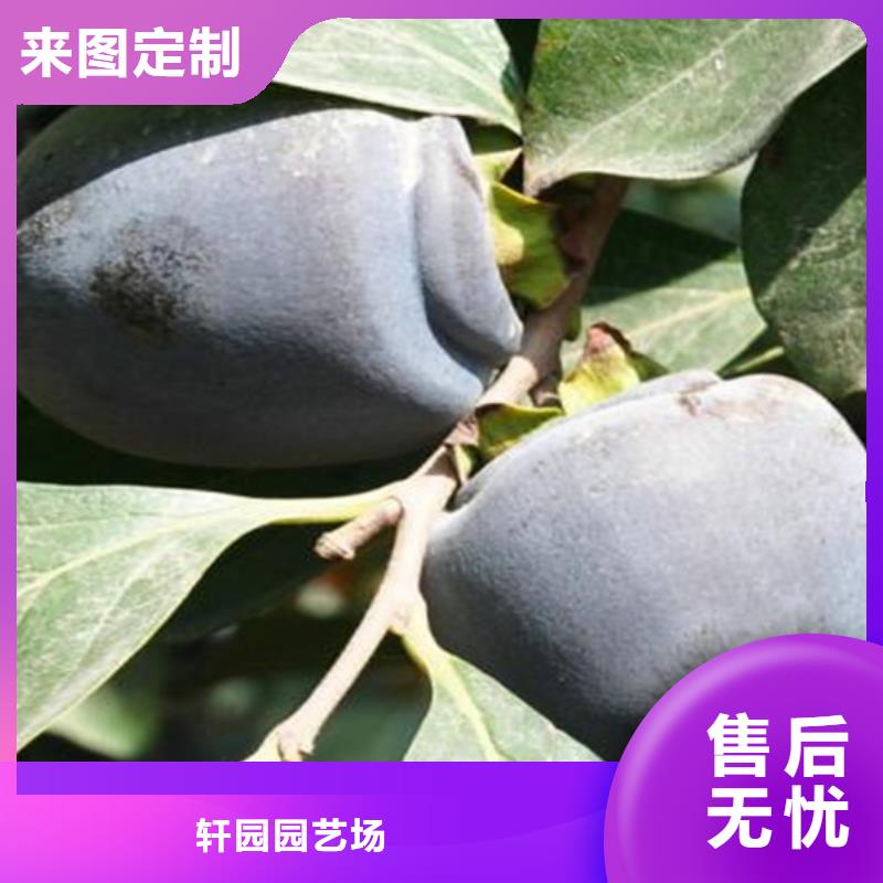 柿子-西瓜番石榴苗送貨上門
