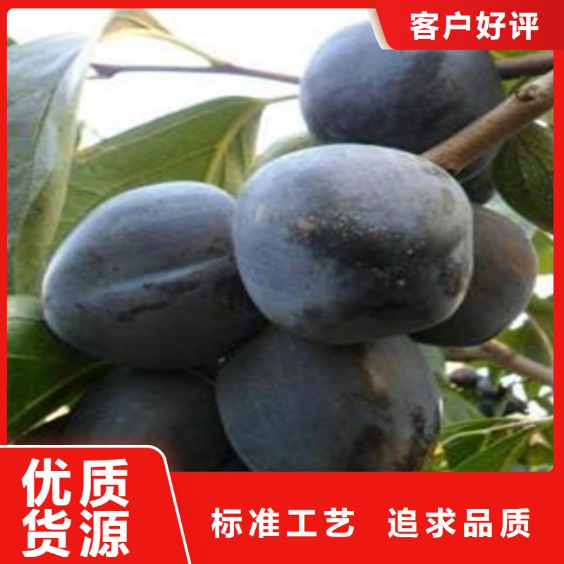 柿子-西瓜番石榴苗送貨上門