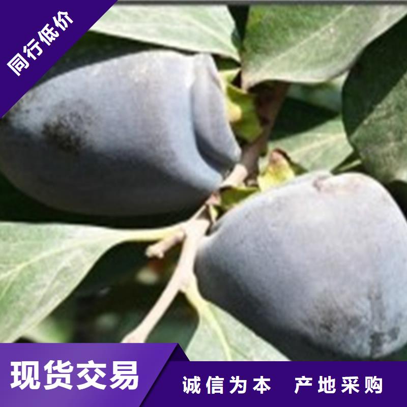 柿子-西瓜番石榴苗送貨上門