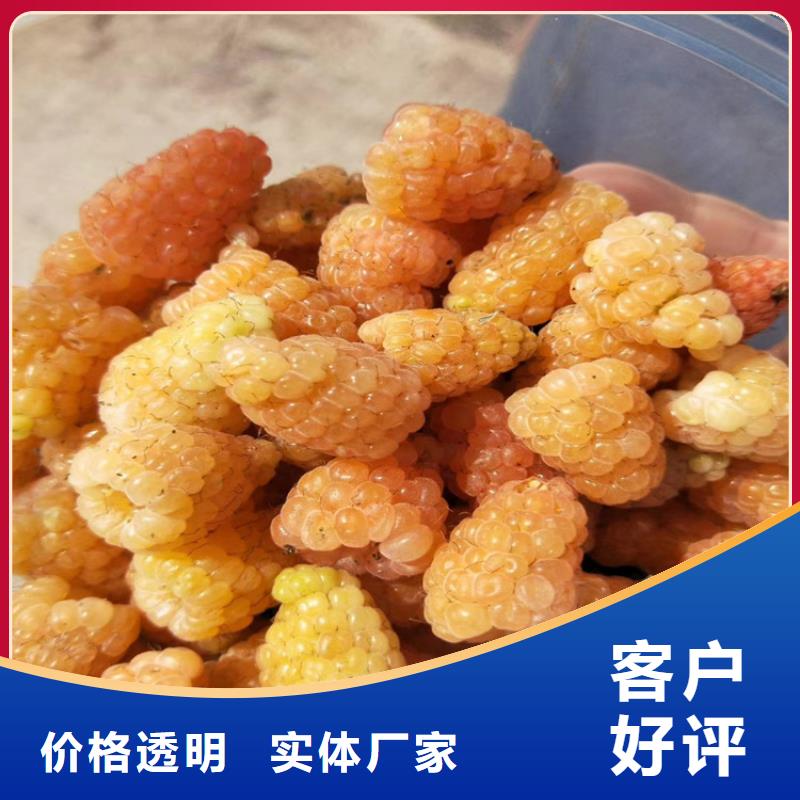 樹莓桃樹苗品質(zhì)優(yōu)良