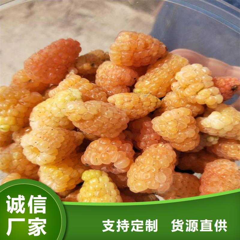 樹莓-梨樹苗研發(fā)生產(chǎn)銷售