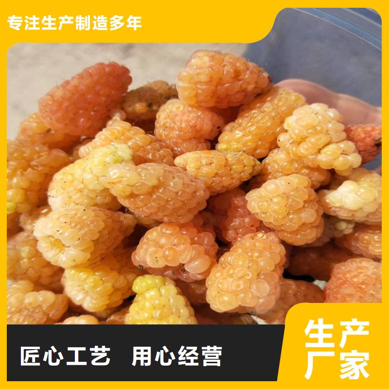 樹莓西瓜苗細(xì)節(jié)決定品質(zhì)