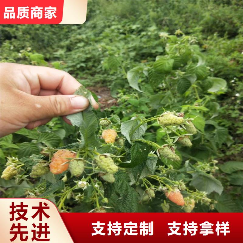 樹莓梨樹苗專注生產(chǎn)制造多年