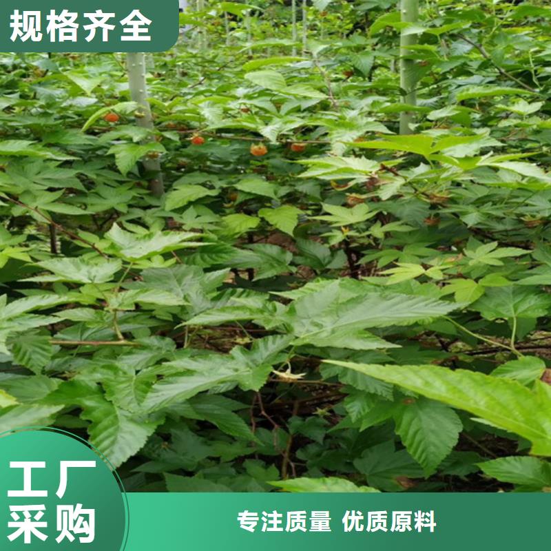 【樹莓】_蘋果苗實力才是硬道理