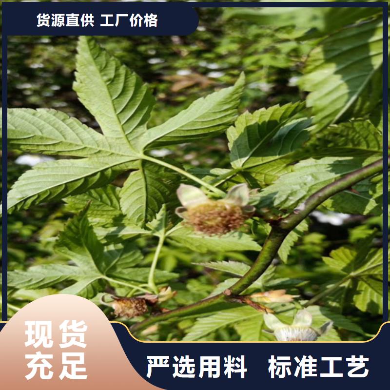 樹莓桃樹苗品質優選