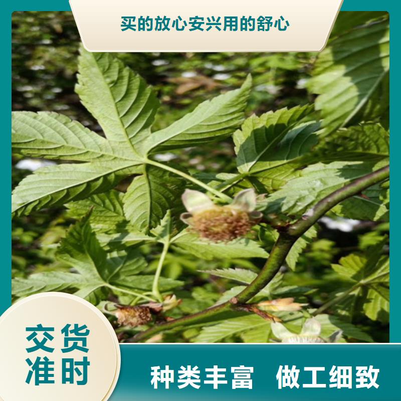 樹莓藍莓苗貨源報價