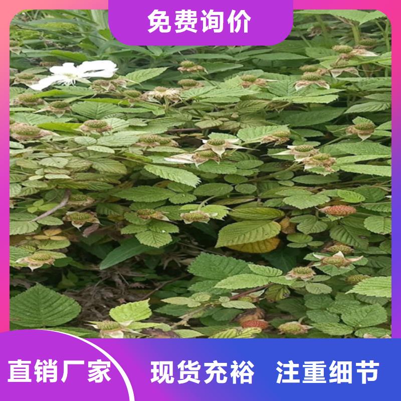 樹(shù)莓紅石榴苗基地現(xiàn)貨充裕