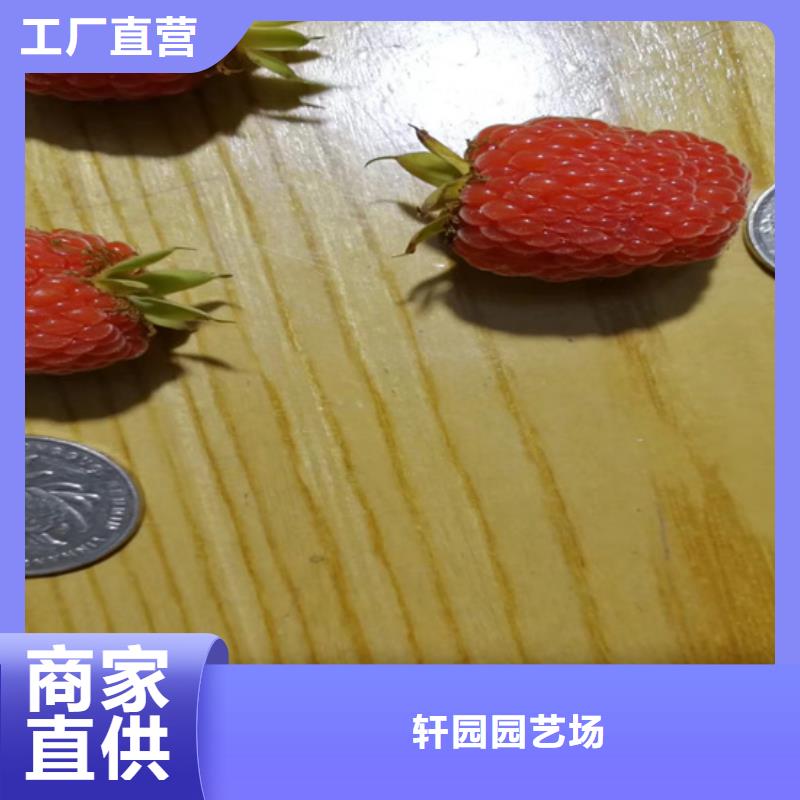 樹莓-梨樹苗研發(fā)生產(chǎn)銷售