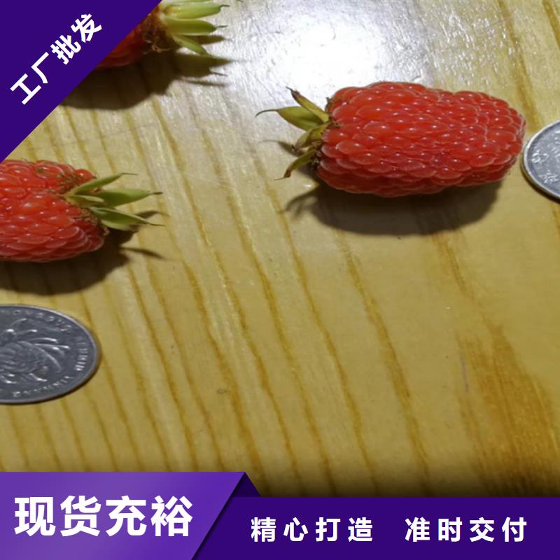 樹(shù)莓紅石榴苗基地現(xiàn)貨充裕