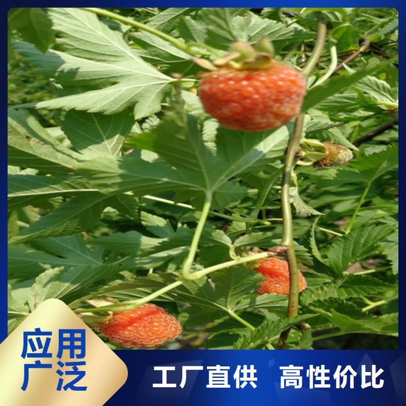 樹莓-石榴樹一站式采購商