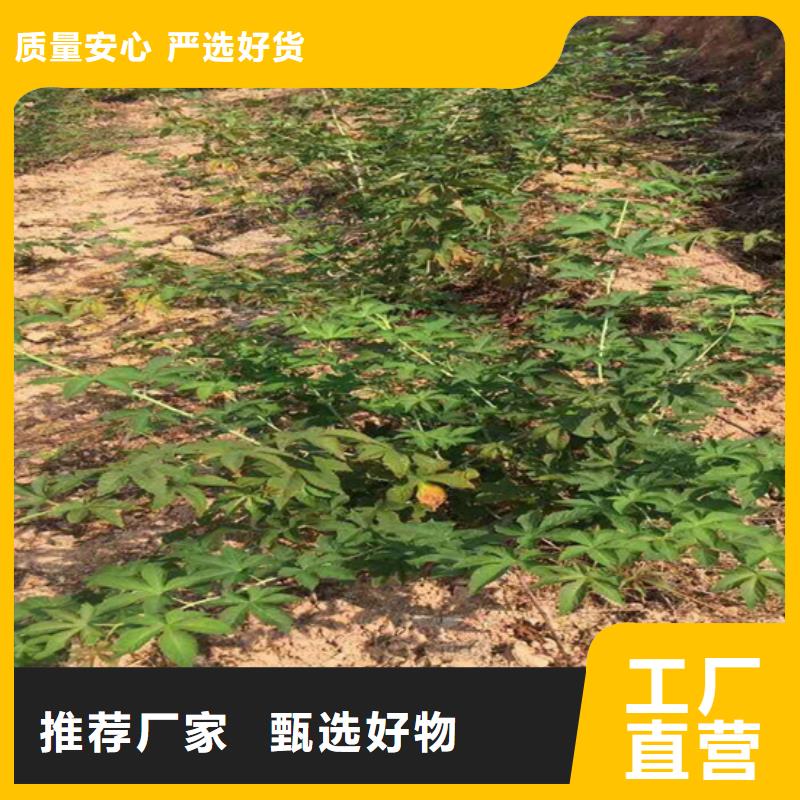 【樹莓】奶油草莓廠家品控嚴格