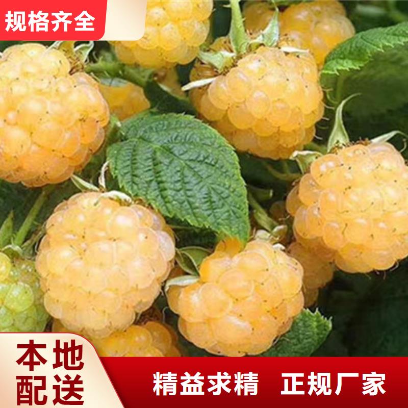 【樹(shù)莓蘋(píng)果苗品質(zhì)優(yōu)選】