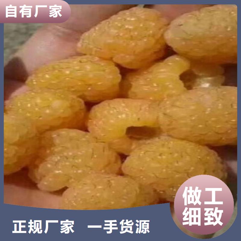 樹莓桃樹苗品質(zhì)優(yōu)選