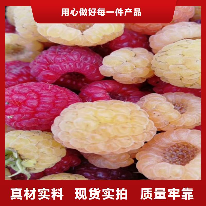 【樹(shù)莓蘋(píng)果苗品質(zhì)優(yōu)選】