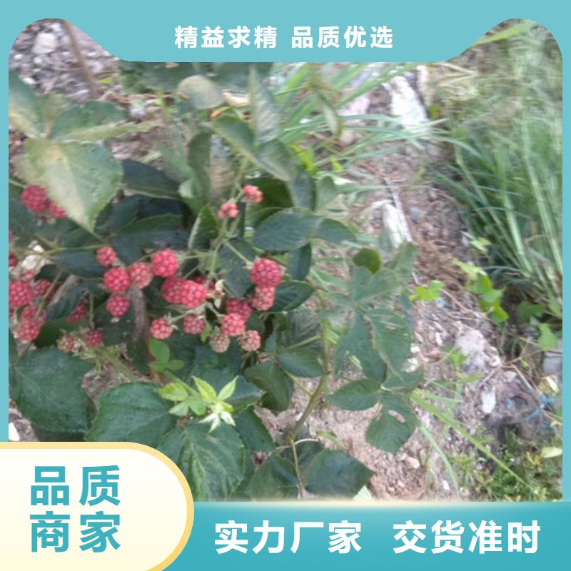 樹莓【梨樹苗】信譽至上