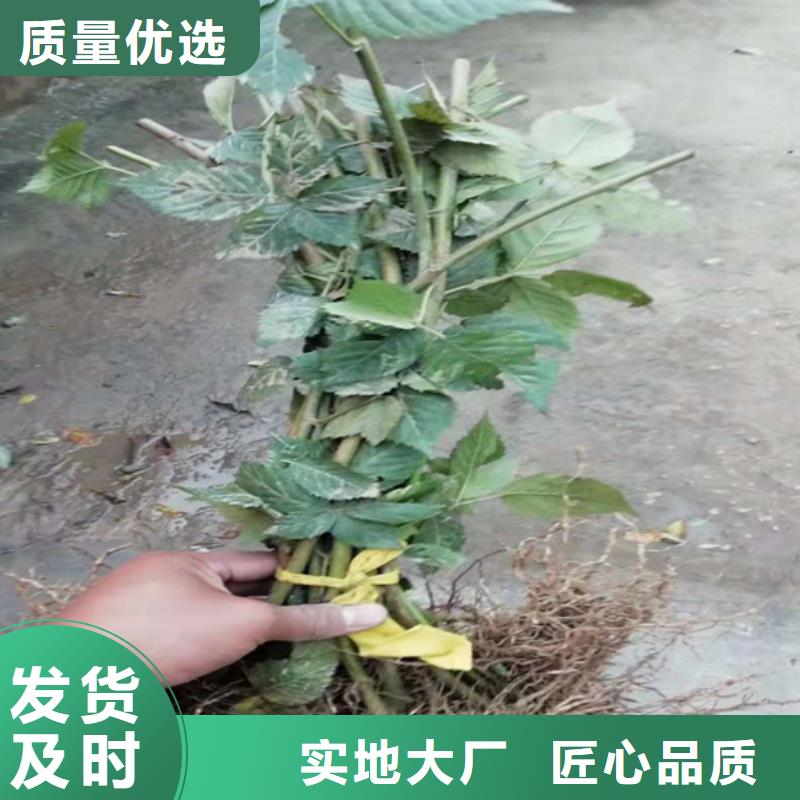 樹莓蘋果苗安裝簡單