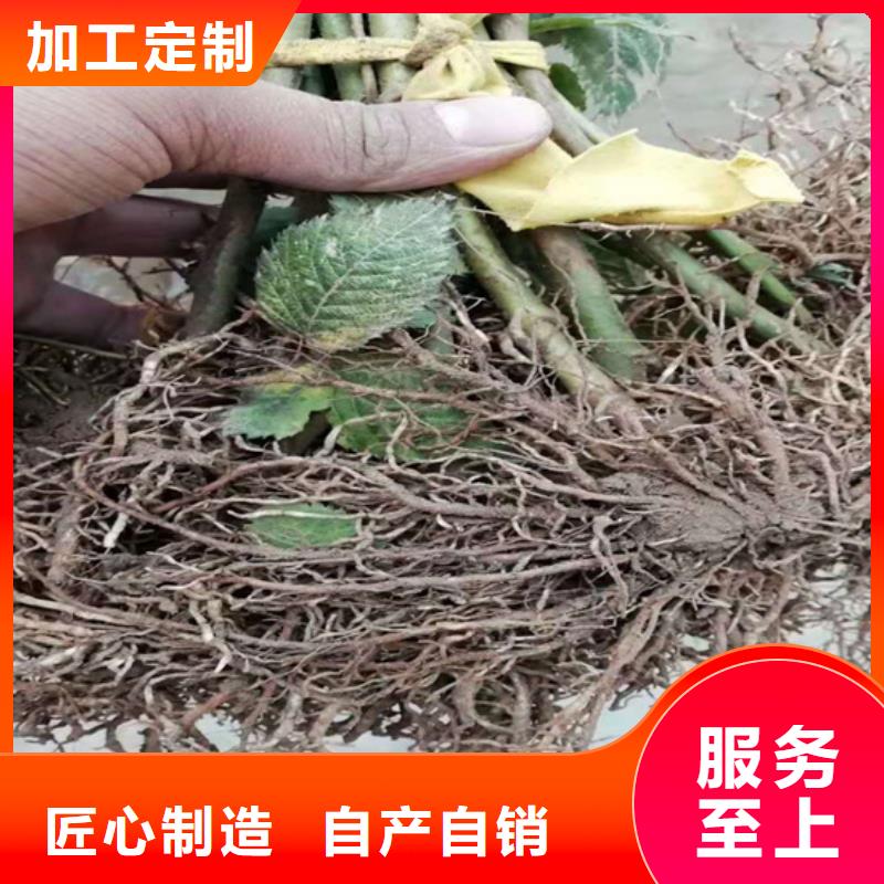 樹莓桃樹苗品質(zhì)優(yōu)選