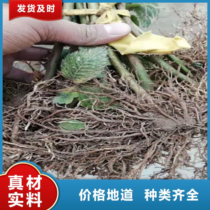 樹莓桃樹苗品質(zhì)優(yōu)選
