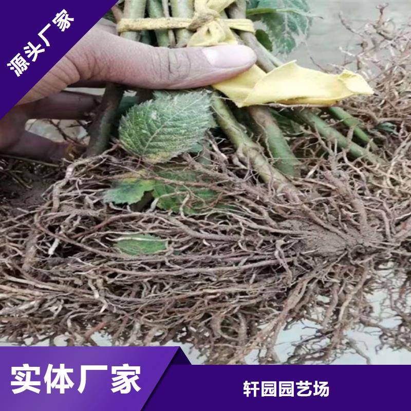 樹莓桃樹苗品質優選