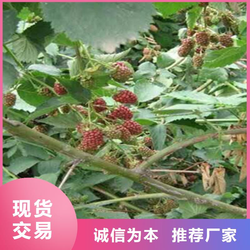 樹(shù)莓紅石榴苗基地現(xiàn)貨充裕