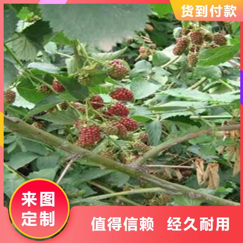 樹莓_無花果苗拒絕差價