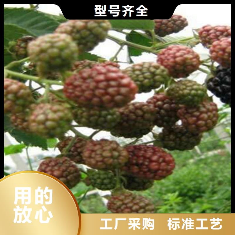 树莓_樱桃苗海量现货直销