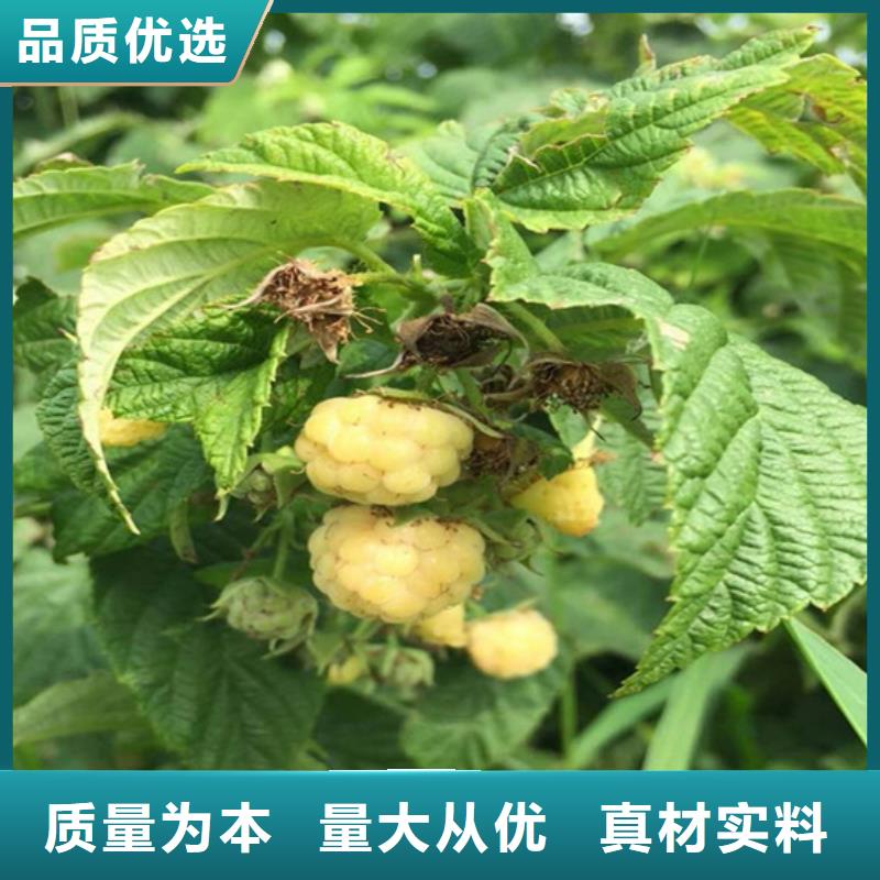 樹(shù)莓【櫻桃苗】庫(kù)存齊全廠家直供