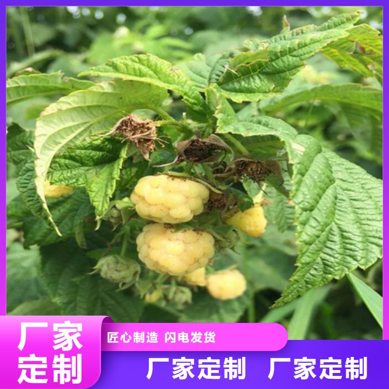 【樹莓】,石榴樹精心推薦