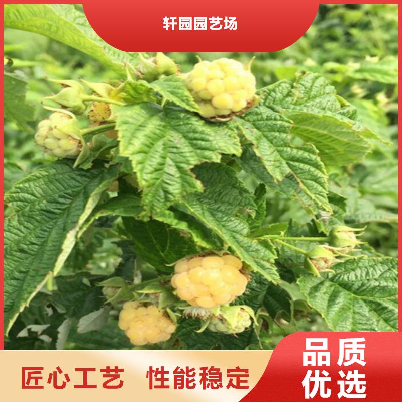 樹莓梨樹苗專注生產制造多年