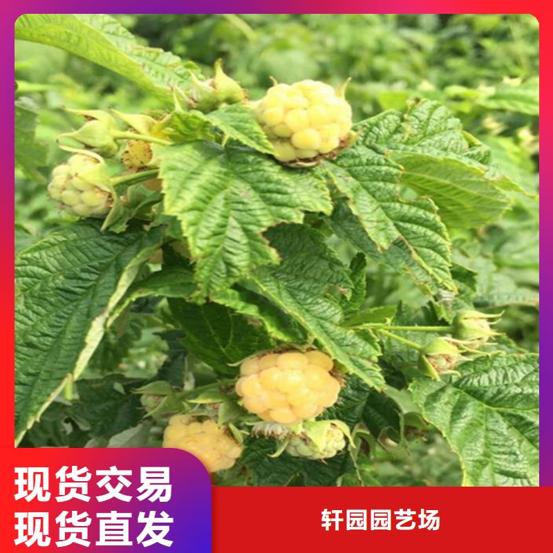 【 树莓 3公分软籽石榴苗现货交易】-轩园园艺场(南充市分公司)|覆盖地域阆中|蓬安|广元|甘孜|内江|凉山|自贡|阿坝|乐山