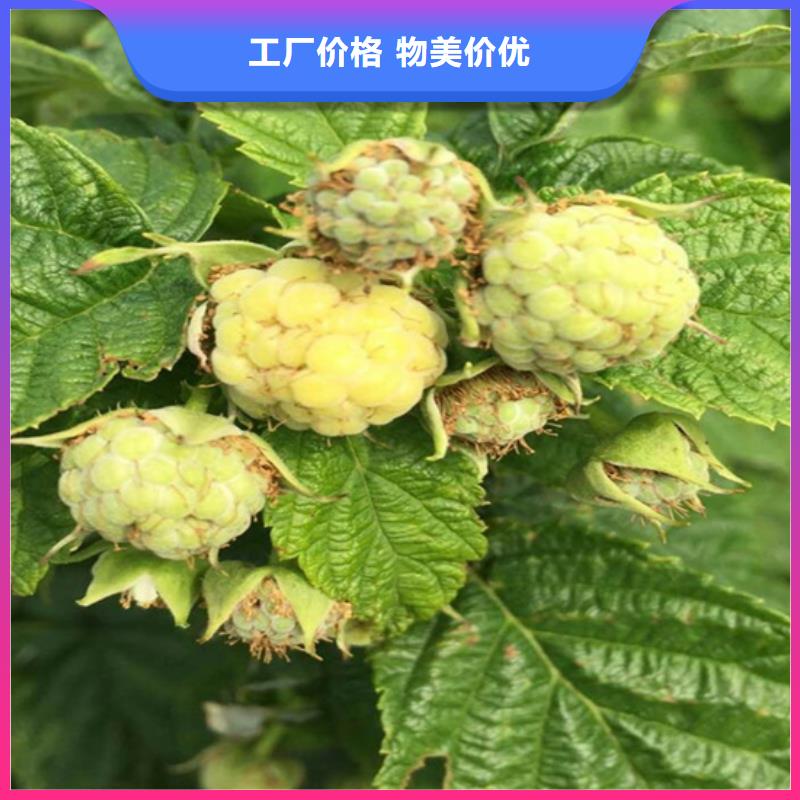 樹(shù)莓【獼猴桃苗】供應(yīng)采購(gòu)