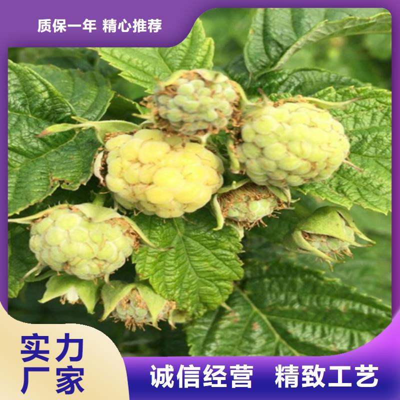 【樹莓草莓苗源頭實體廠商】