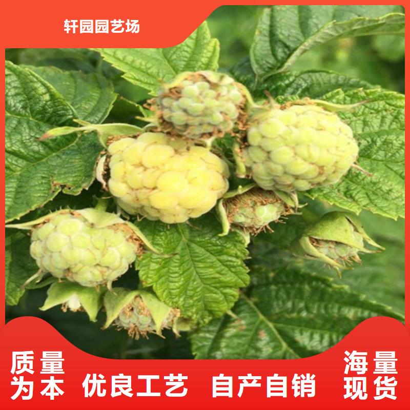 樹莓梨樹苗專注生產制造多年