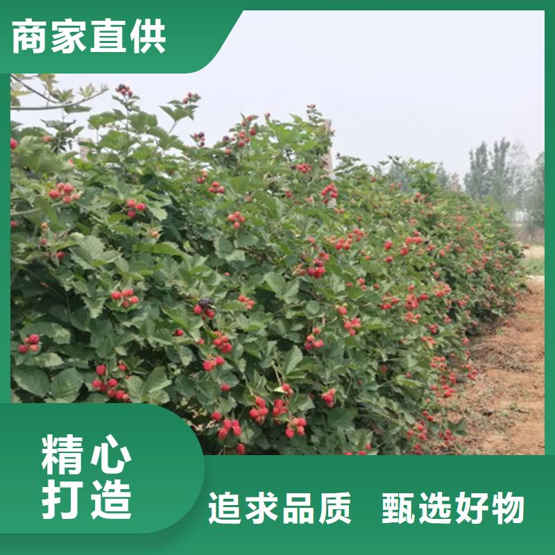樹莓,杏樹苗現貨供應