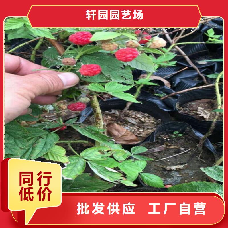 樹莓_梨樹苗質(zhì)量三包
