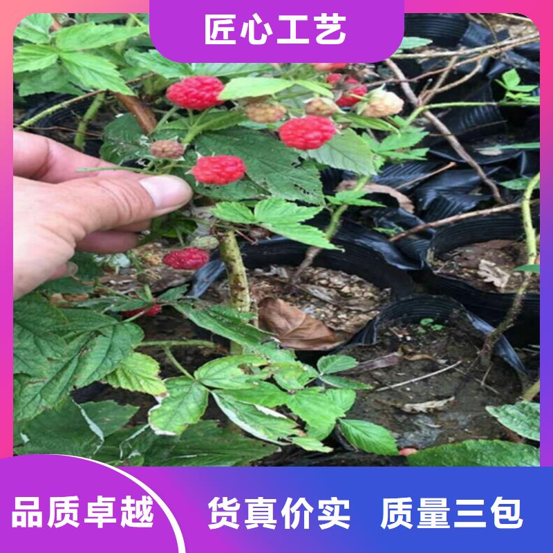 樹莓【獼猴桃苗】客戶好評