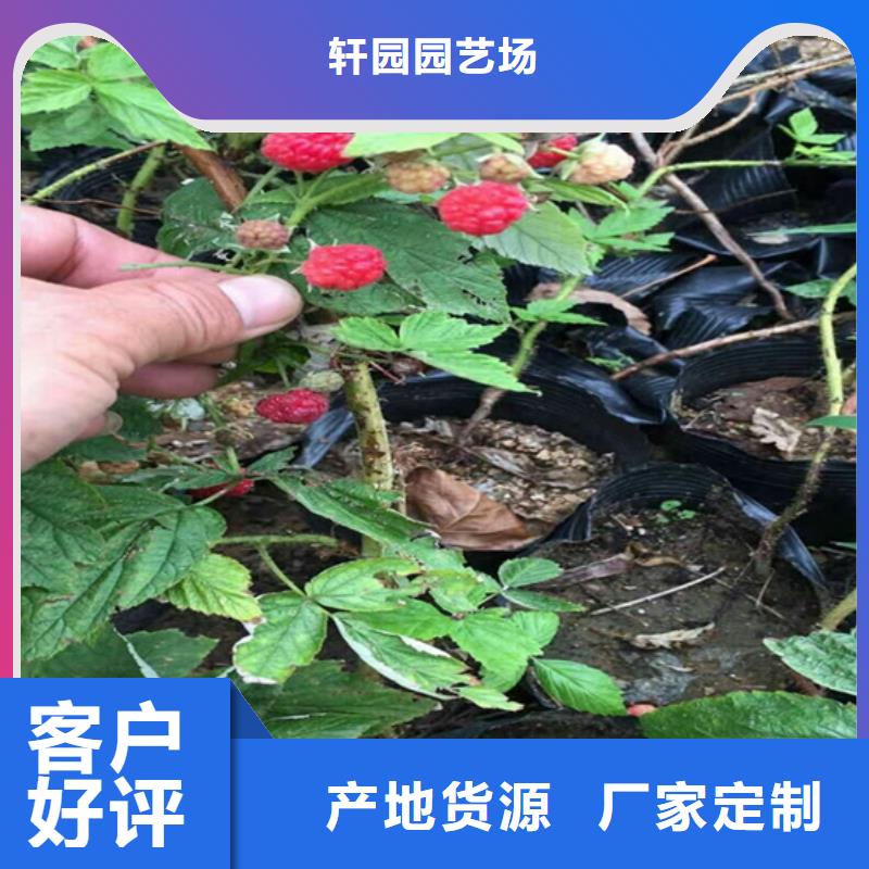 樹(shù)莓【櫻桃苗】庫(kù)存齊全廠家直供